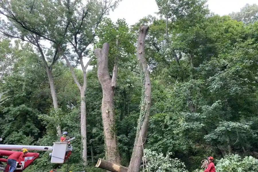 Reliable tree service in Southampton Township, NJ Our tree service at work in Southampton Township, NJ