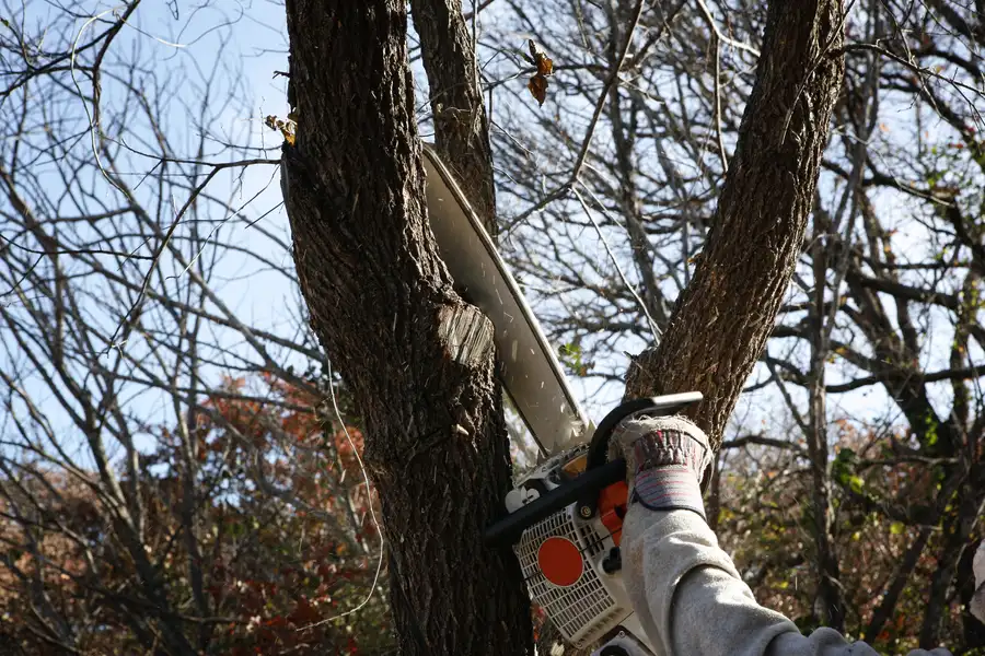 How Tree Services Improve Yard Safety Southampton Township, NJ How Tree Services Improve Yard Safety Southampton Township, NJ