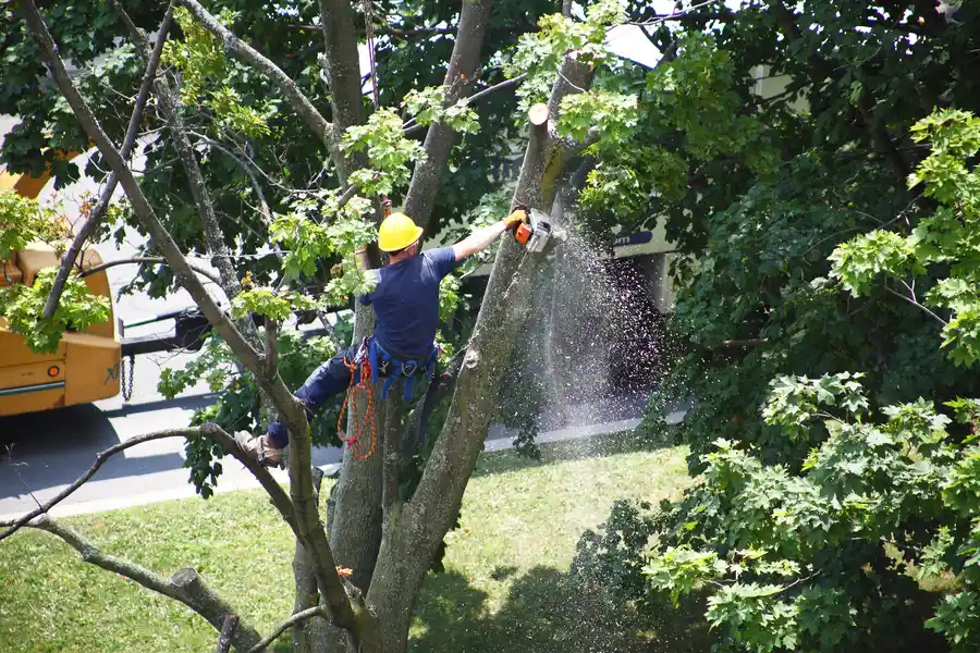 How Tree Services Improve Yard Safety in Southampton Township, NJ How Tree Services Improve Yard Safety in Southampton Township, NJ