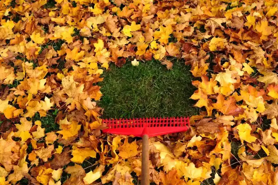Protecting Your Lawn And Trees With Seasonal Leaf Removal Southampton Township, NJ Protecting Your Lawn And Trees With Seasonal Leaf Removal Southampton Township, NJ