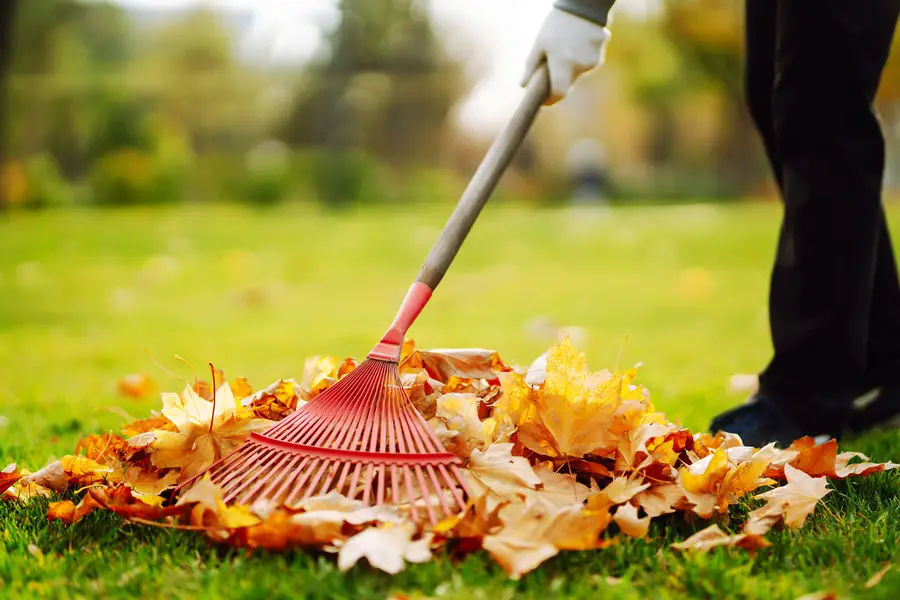 Protecting Your Lawn And Trees With Seasonal Leaf Removal in Southampton Township, NJ Protecting Your Lawn And Trees With Seasonal Leaf Removal in Southampton Township, NJ