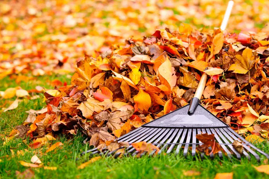 The Importance Of Leaf Removal For Proper Drainage Systems in Southampton Township, NJ The Importance Of Leaf Removal For Proper Drainage Systems in Southampton Township, NJ