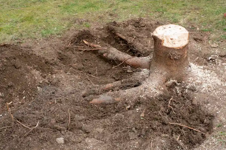 Tree Root Problems Solved By Professional Removal Southampton Township, NJ Tree Root Problems Solved By Professional Removal Southampton Township, NJ