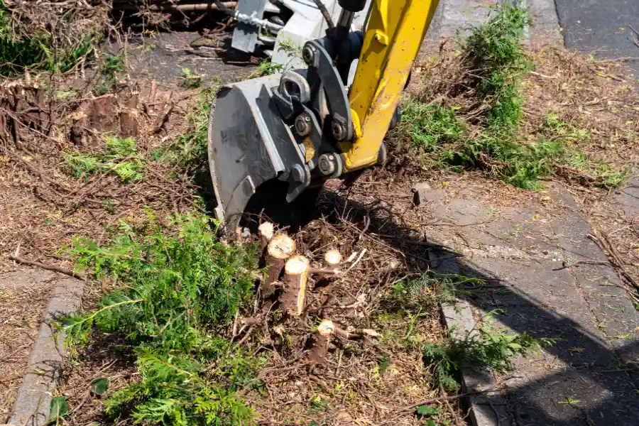 Tree Root Problems Solved By Professional Removal in Southampton Township, NJ Tree Root Problems Solved By Professional Removal in Southampton Township, NJ