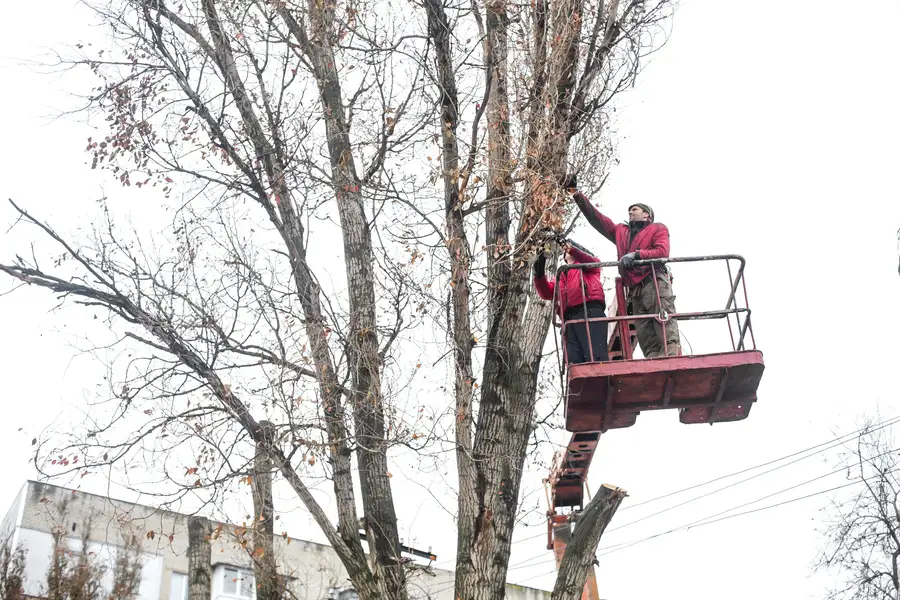 Why Tree Trimming Is Essential For Disease Prevention in Southampton Township, NJ Why Tree Trimming Is Essential For Disease Prevention in Southampton Township, NJ